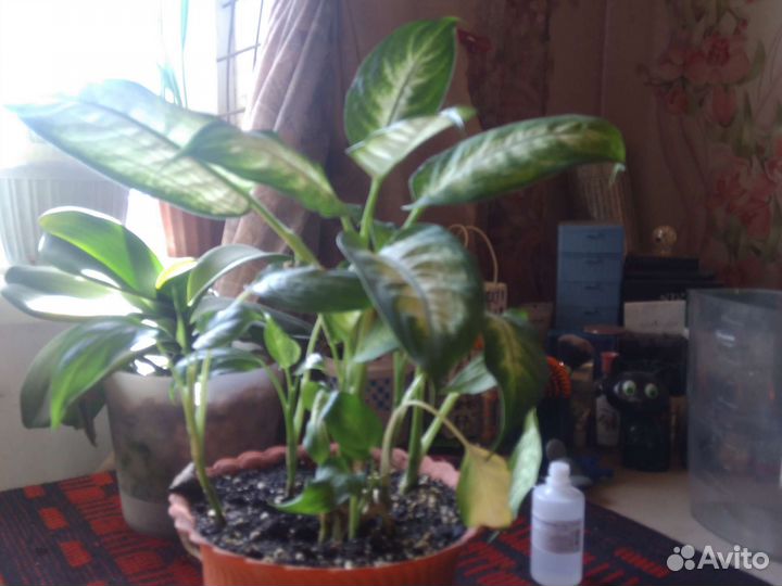 Дифенбахия