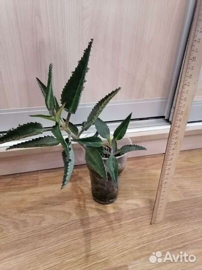 Каланхоэ Дегремона (лечебное)