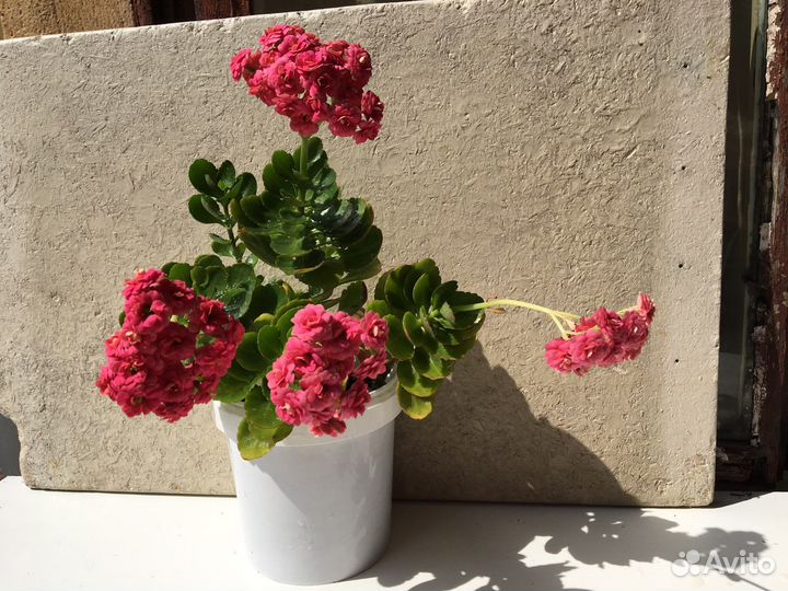 Комнатное растение Каланхоэ