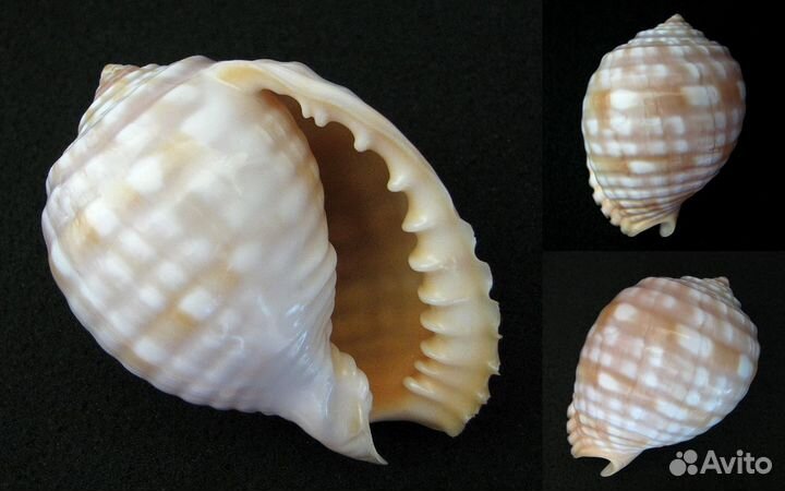 Коллекционная морская раковина Sea shell