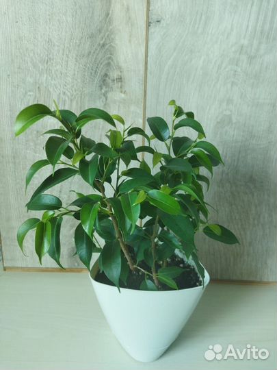 Фикус Бенджамина