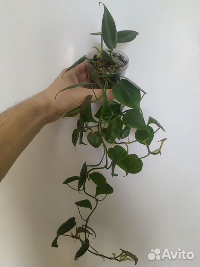 Комнатные растения цветы