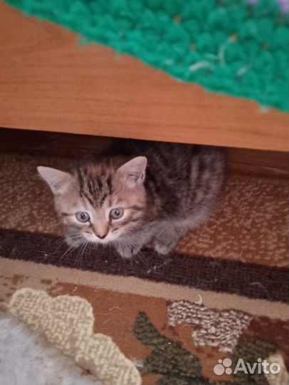 Котята шотланской кошки