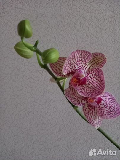 Орхидея фаленопсис