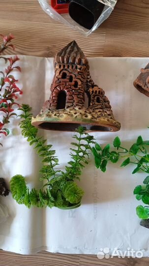 Аквариумистика