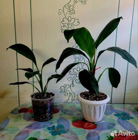 Спатифиллум сенсация