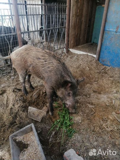 Метис кабан