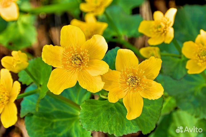 Саженцы для сада