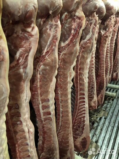 Мясо свинина полутуши