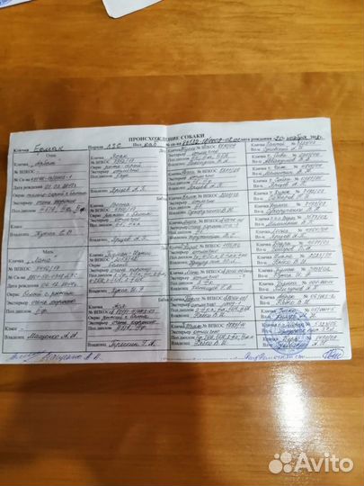 Западно сибирская лайка