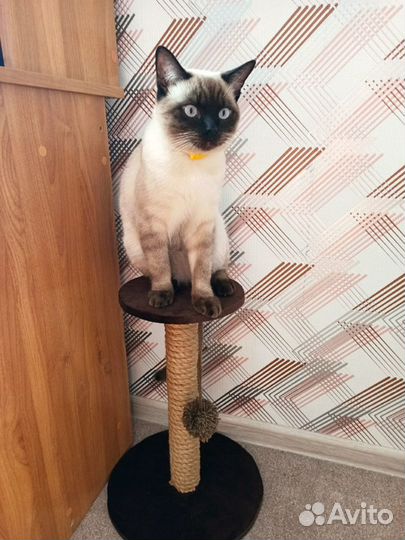 Когтеточка для котика