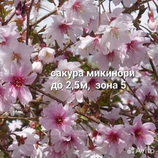 Калины, Тополь Аурора и Роялл Фрост, Скумпии, Бук