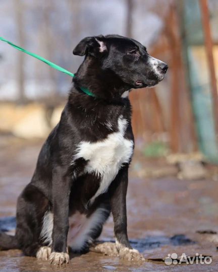 Собаки бесплатно в добрые руки