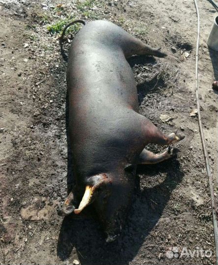 Мясо свинина домашняя