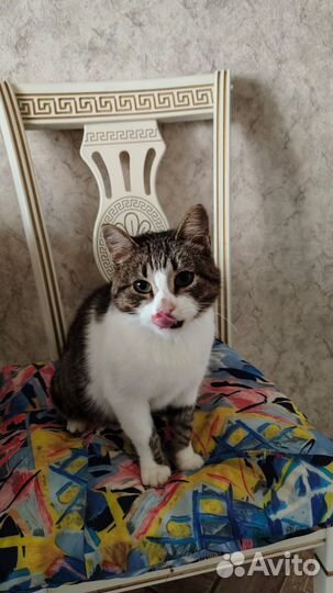 Кошка в дар