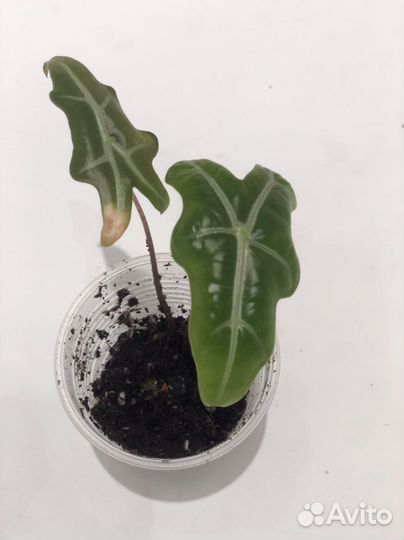 Алоказии детки