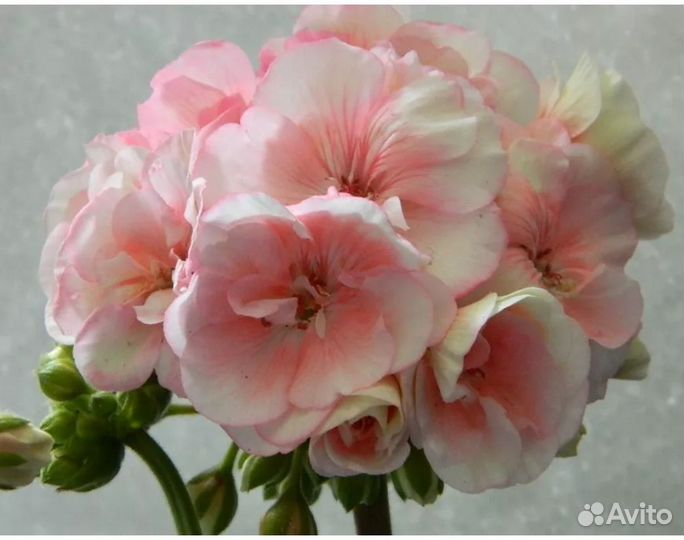 Пеларгония герань