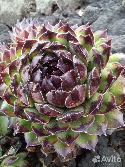 Камнеломка