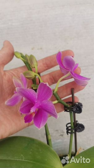 Ароматный фаленопсис-мини, Shanel