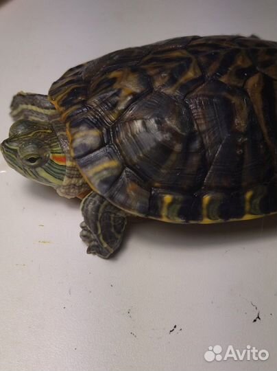 Красноухая черепаха