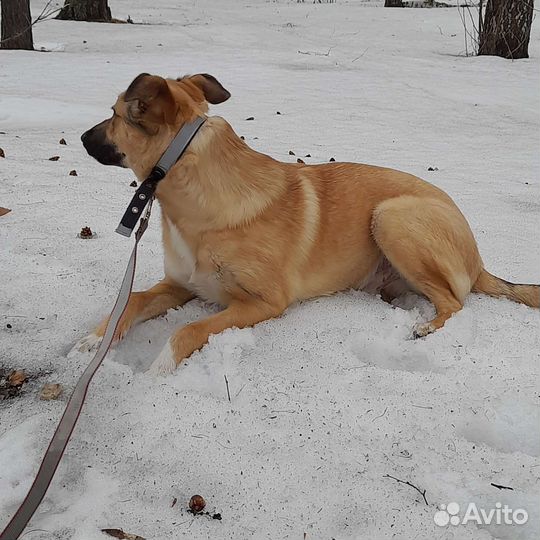 Щенок