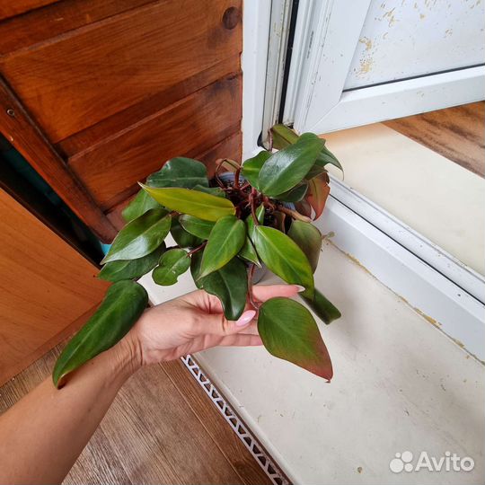 Сортовые филодендроны