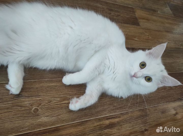 Кошка смесь с мейкуном