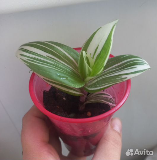 Традесканция 3 вида