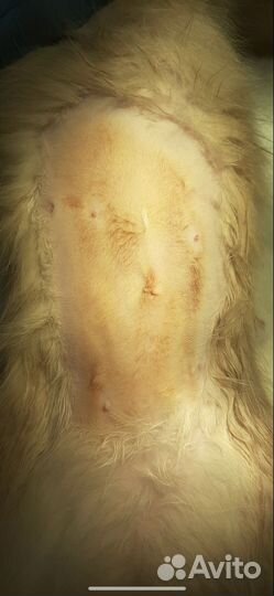 Стерилизация, кастрация