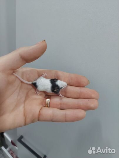 Японская карликовая мышь