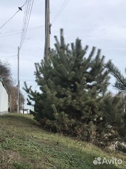 Сосна новогодняя
