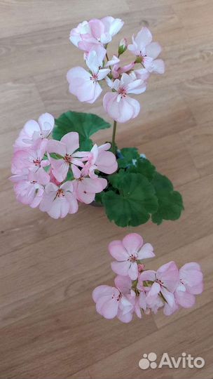 Пеларгония герань (времено нет)