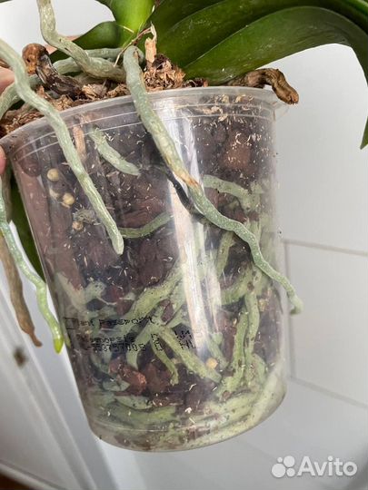 Орхидея фаленопсис