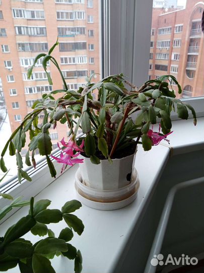 Домашние растения