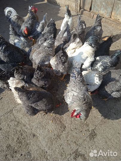 Молодые петухи