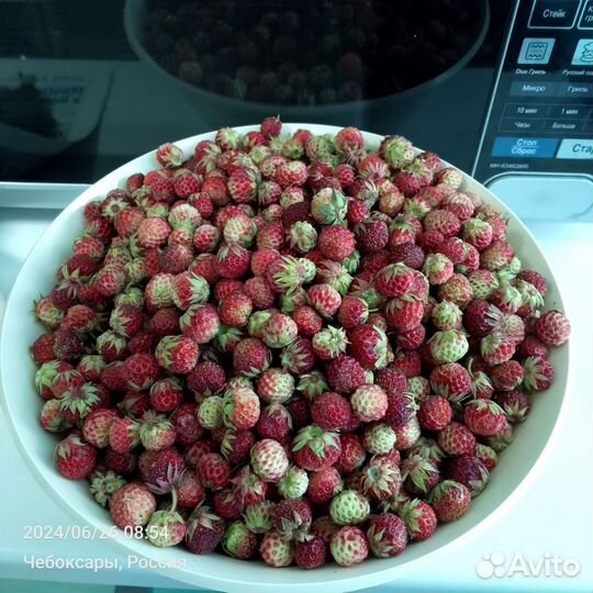 Клубника луговая