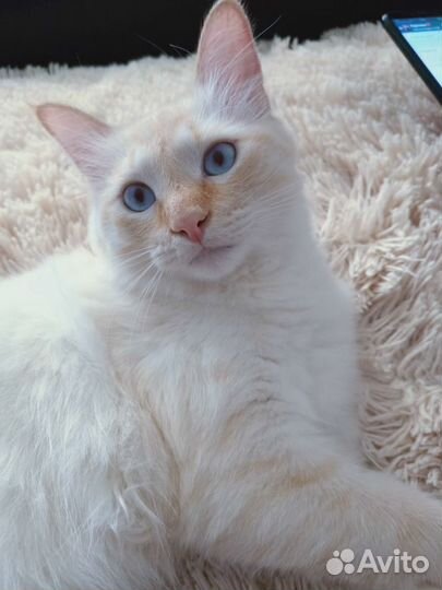 Марсель - голубоглазый тайский котик в дар 9 месяц