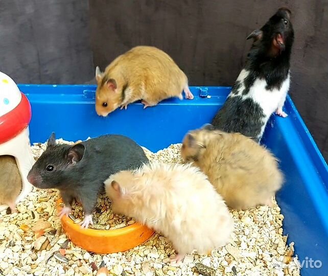 Сирийские и Ангорские хомячки