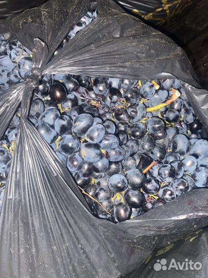 Виноград Молдова