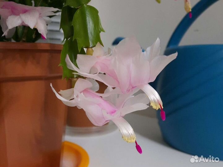 Комнатные цветы