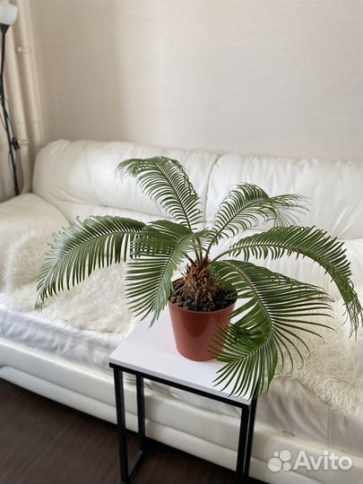 Пальма цикас