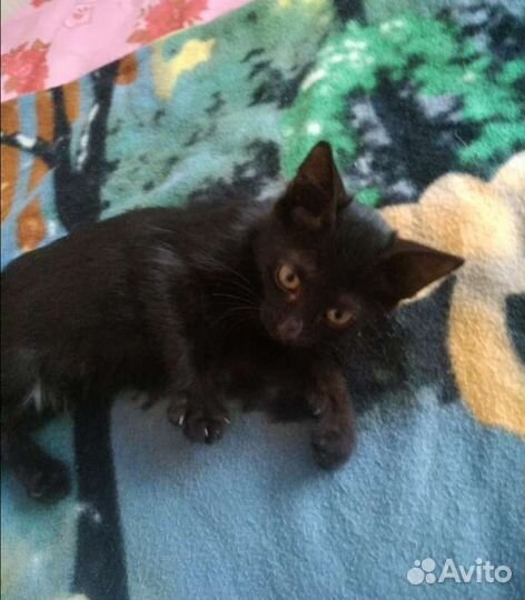 Отдам в добрые руки, мальчики