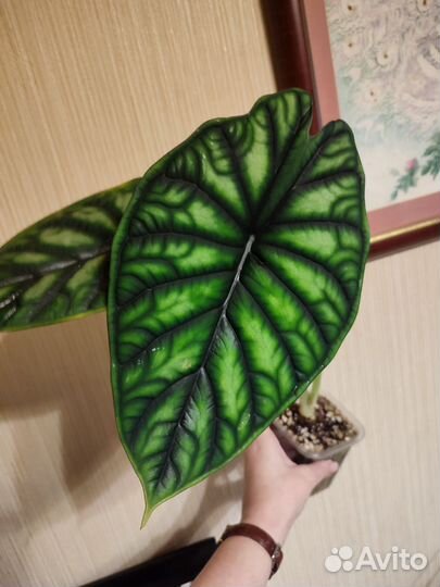 Алоказия шкура дракона