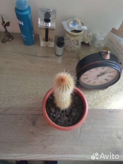 Кактус