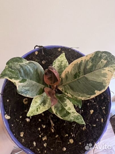 Фикус Шривериана