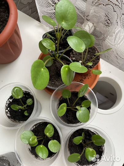 Пилея пеперомиевидная