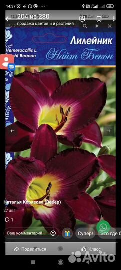 Многолетники