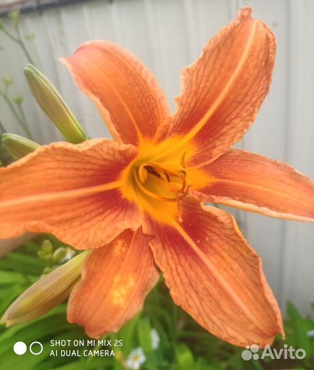 Лилейники,Пеларгония,Гайлардия,Хизантема осенняя