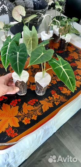 Растения в подарок