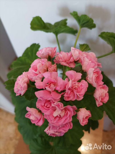 Пеларгония герань розебудная